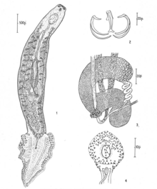 Microcotyle donavini