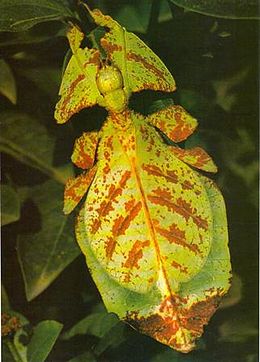 Phyllium bioculatum