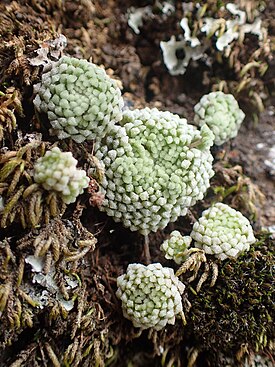 Monanthes pallens