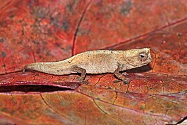 Brookesia tuberculata