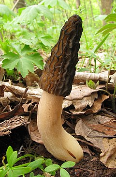 Description de l'image Morchella elata 83497.jpg.