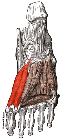 השכבה השלישית של שרירי כף הרגל. השריר כופף הבוהן הקצר מודגש בצבע בהיר