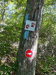 Narragansett Trail blazes with Lantern Hill and Loop Trail signs.