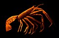 An orange-red lobster-like animal with no claws, seen from the side.