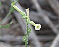 Nicotiana obtusifolia.jpg