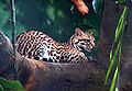 Ocelot