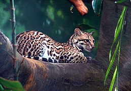 ocelot stromový (Leopardus pardalis)