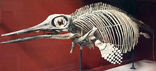 Foto eines Ichthyosaurier-Skeletts in einer Vitrine