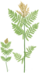 Osmunda regalis Moore50.png