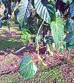 Leaves of Passiflora ligularis (granadilla)