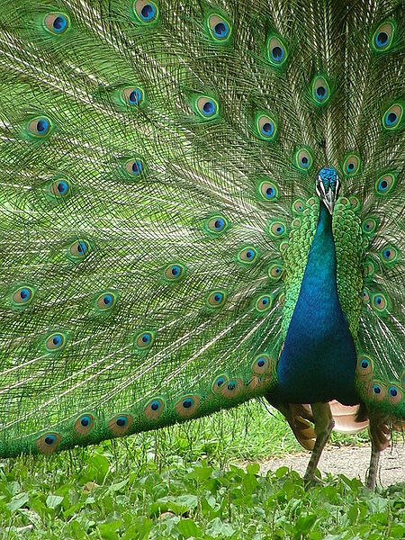 450px-Peacock_with_outspread_plumes.JPG