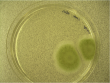 Penicillium expansum plate.png