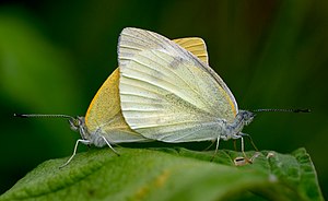 Two Japanese Small Whites – butterflies of the...