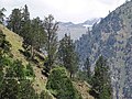 Pinus gerardiana, skógur í Baspa-dal, Indlandi.