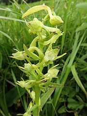 総状花序に淡黄緑色の花を5-15個つける。側花弁は鎌形で背萼片より少し長く、上方に伸びてバンザイ形になる。