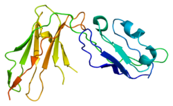 Белок LILRB1 PDB 1g0x.png