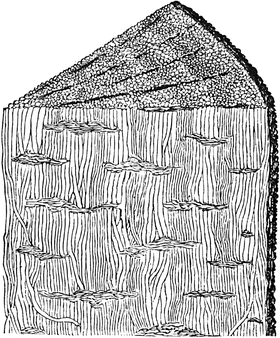 Uma ilustração de 1888 de Prototaxites visto em corte.