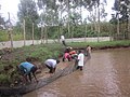 A tilapia fish farming project