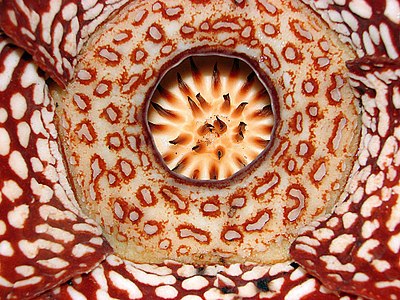Rafflesia pricei