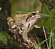 The common frog has two well-marked lines on the back