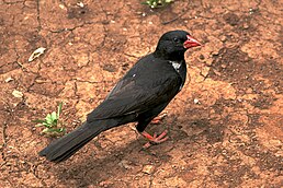 Алекто червонодзьобий (Bubalornis niger)