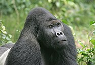 Primate - Wikidata