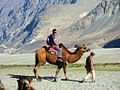 Riding a Bactrian camel in Nubra Valley, India