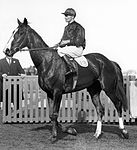 1932 Caulfield Cup showing the winner, Rogilla George Robinson