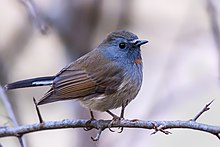 A rufous-gorgeted flycatcher—a small passerine bird with a dark grayish-brown crest and wings, a light gray underbody, a bluish face and chest with a small spot of reddish-orange under a short pointed beak—is perched on a branch in Sattal, Uttarakhand, India.