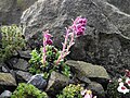 Saxifraga grisebachii 'Wisley' 2.JPG