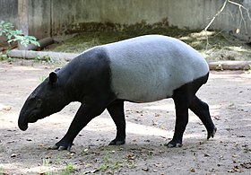 Tapirus indicus no Zoológico de Londres, na Inglaterra