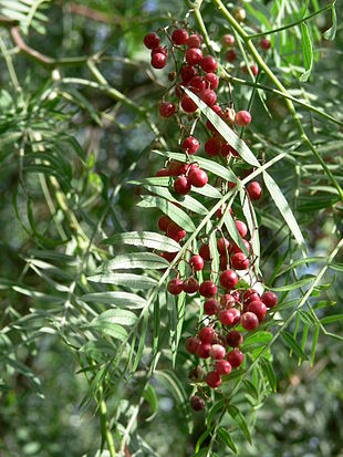 Peruansk Pebertræ (Schinus molle) Foto: Squeezeweasel.