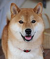 نوعی سگ با نژاد Shiba-Inu، از محبوب‌ترین نژاد سگ در ژاپن