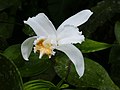 Sobralia chrysostoma flor Costa Rica