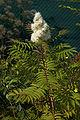 Рябинник рябинолистный (Sorbaria sorbifolia)
