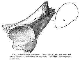Фрагменты черепа Sphenophalos nevadanus. Типовой образец