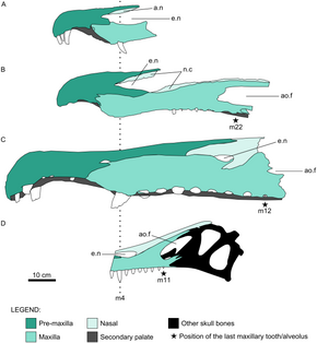 四种不同棘龙科的颅骨重建