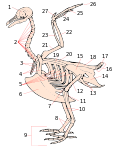 Скелет птиц2 мая 2020