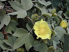 Stær 010309-0542 Gossypium tomentosum.jpg