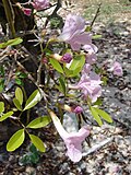 Miniatura para Tabebuia heterophylla