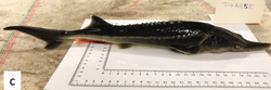 An example of a sturddlefish hybrid