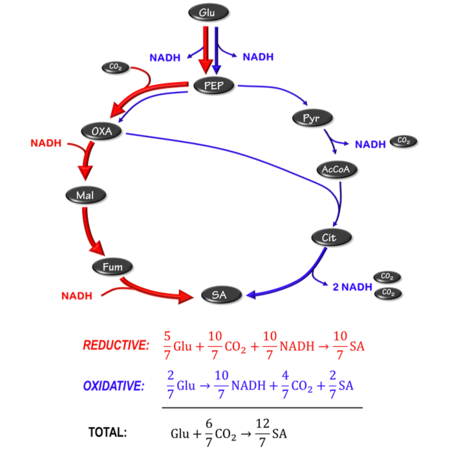 Figure 3: Metabolic pathway for producing succinic acid without byproducts. NADH balance is achieved by oxidative TCA branch.