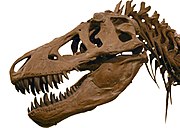 Cráneo de tiranosaurio.