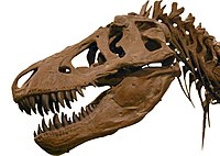 Fosil dinosaurio