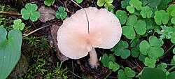 Tavalehtrik Clitocybe gibba