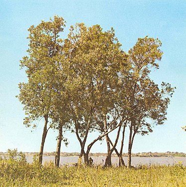 Palo Bobo ou aliso de río (Tessaria integrifolia).