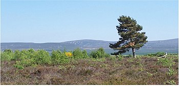 English: The loneliness of Culloden Culloden i...