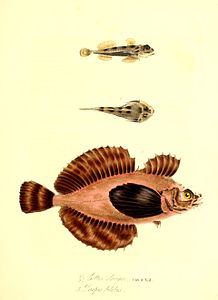 The zoology of Captain Beechey's voyage (Plate 15) (6915613216).jpg