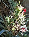 Graue Tillandsie Tillandsia funckiana: Nicht sehr häufig kommt es bei Bromelien-Arten vor, dass sie ein Stämmchen bilden, also caulescent sind, auch relativ selten bei Bromilien-Arten ist eine solch leuchtend rote Blütenfarbe. Es wirkt so, als sei bei dieser Art kein Blütenstand vorhanden, aber er ist nur stark verkürzt und ein- oder selten zweiblütig.