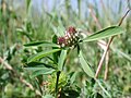 Trifolium bocconei Inflorescences